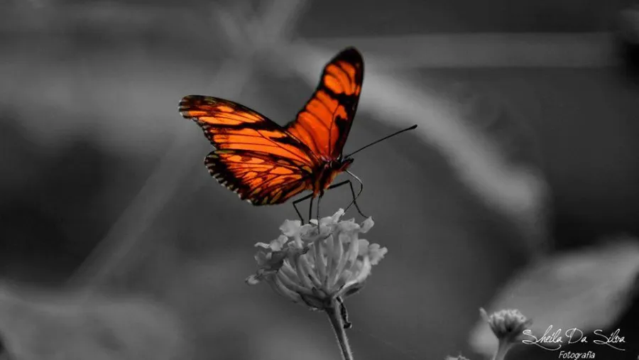 Mariposas Mariposas