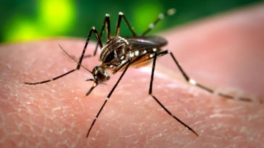 Mosquito Mosquito