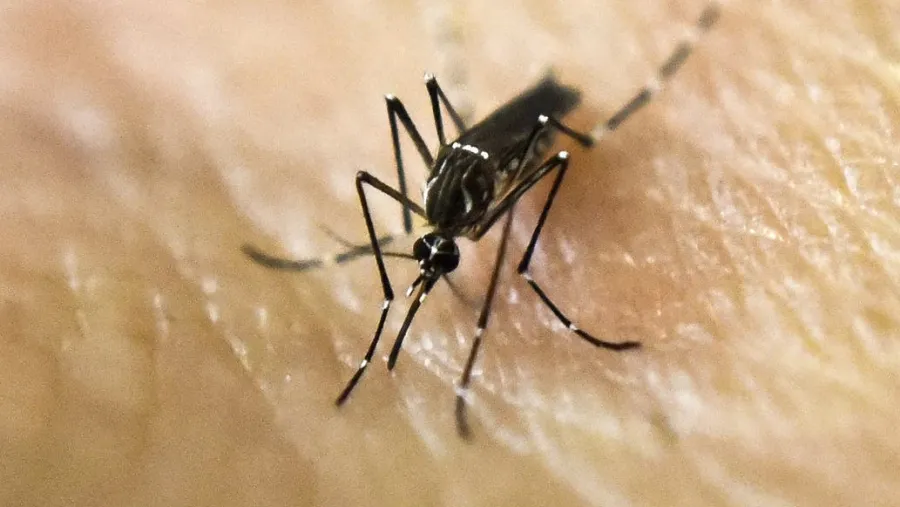Mosquito Mosquito