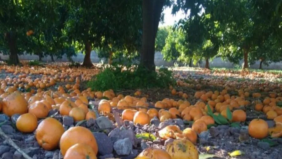Alertaron por la pérdida de naranjas en Misiones por la escasez de cosecheros Alertaron por la pérdida de naranjas en Misiones por la escasez de cosecheros