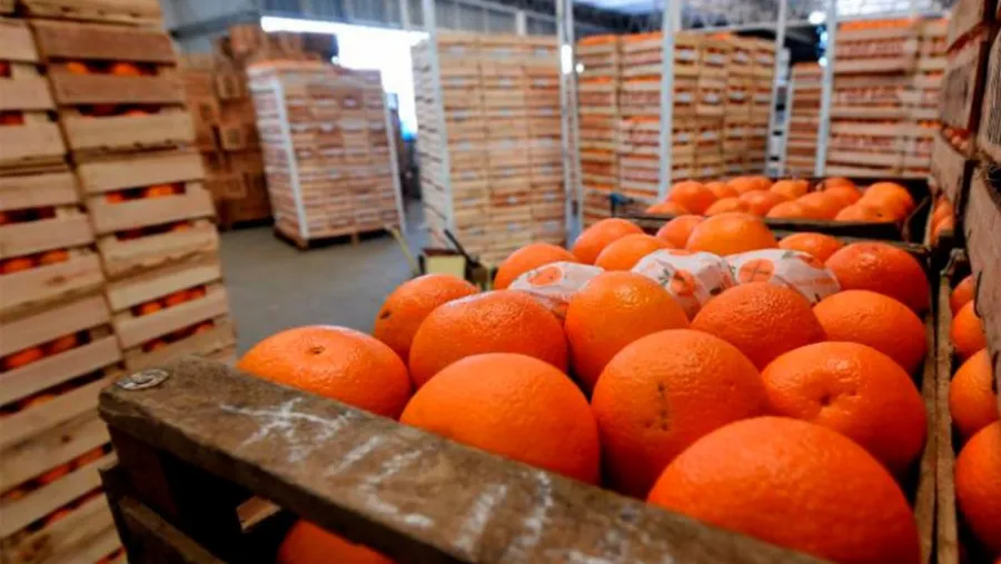 Naranjas Naranjas