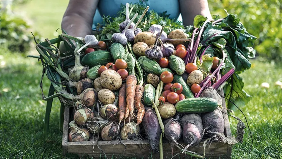 Cada vez más frutas y verduras; cada vez menos carne en la mesa de los argentinos. Cada vez más frutas y verduras; cada vez menos carne en la mesa de los argentinos.
