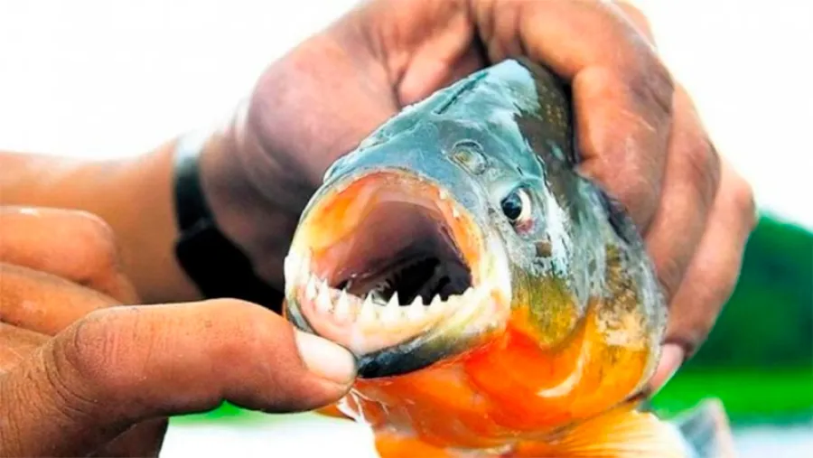 palometa palometa