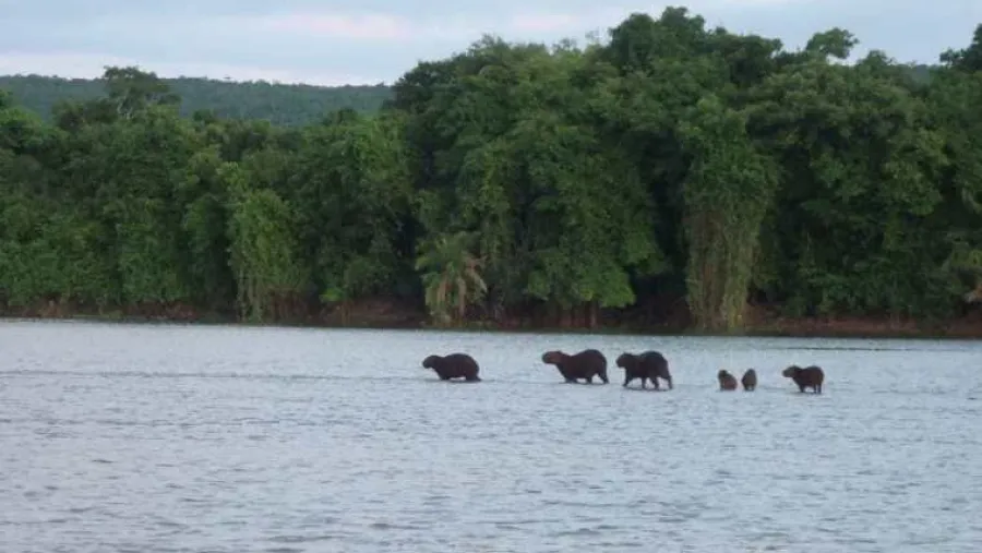 Pantanal Pantanal