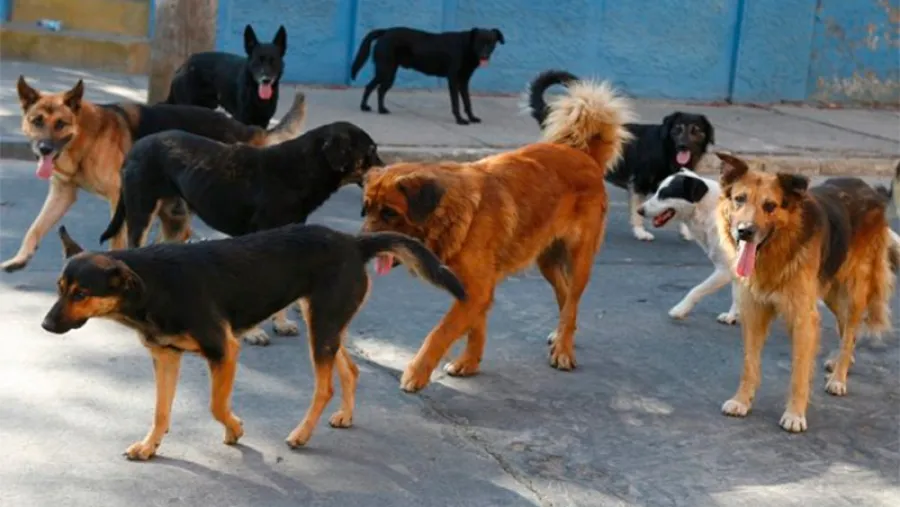 Perros callejeros Perros callejeros