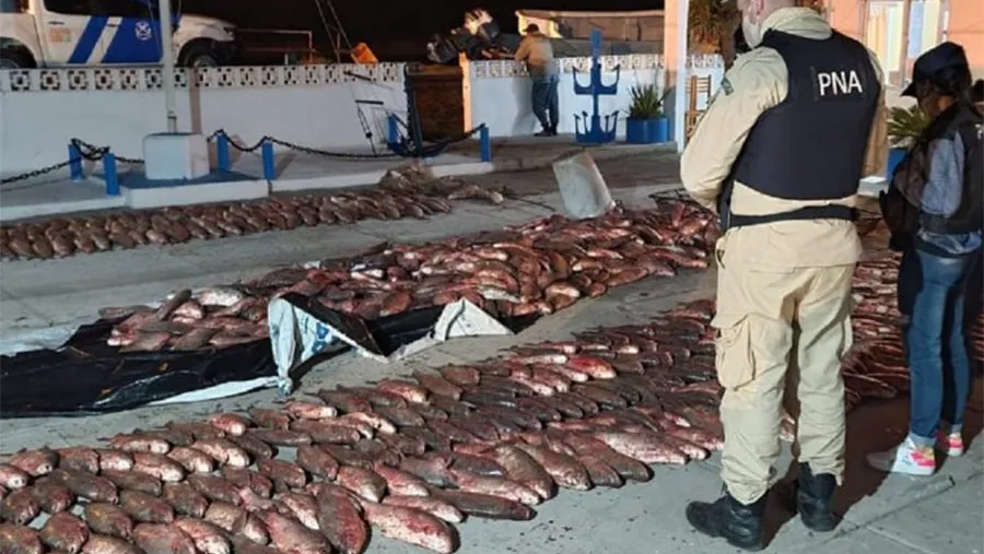 En un procedimiento llevado adelante el jueves en horas nocturnas, personal de Prefectura con asiento en Ibicuy, decomisó 3.000 kilogramos de pescado. En un procedimiento llevado adelante el jueves en horas nocturnas, personal de Prefectura con asiento en Ibicuy, decomisó 3.000 kilogramos de pescado.