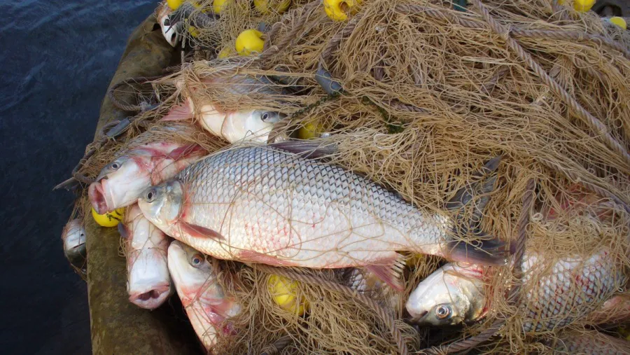 pesca redes pesca redes