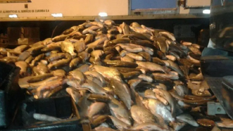 Pescado Pescado