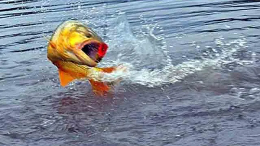 pescado de río pescado de río