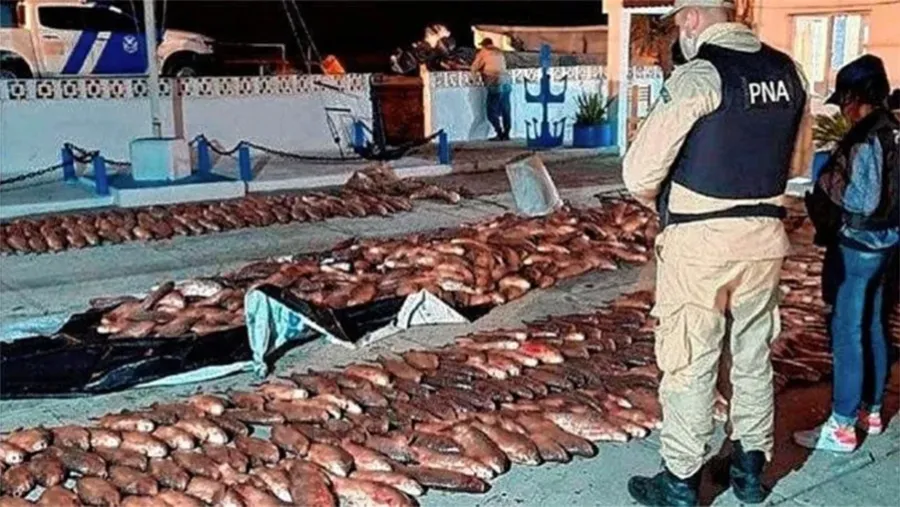El juez federal de Gualeguaychú, Hernán Viri, fue quien autorizó a la Delegación de Inteligencia Criminal e Investigaciones de la Prefectura de esa localidad para investigar al contrabando de pescado en el río Uruguay y en el Río de la Plata. El juez federal de Gualeguaychú, Hernán Viri, fue quien autorizó a la Delegación de Inteligencia Criminal e Investigaciones de la Prefectura de esa localidad para investigar al contrabando de pescado en el río Uruguay y en el Río de la Plata.