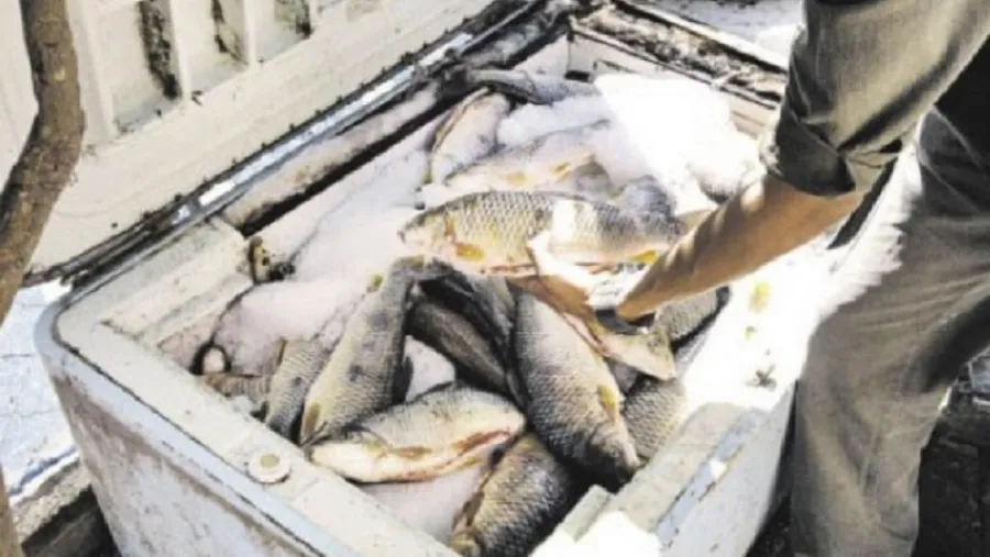 Pescados Pescados