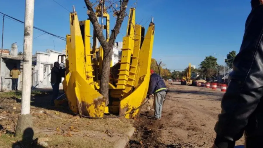 árboles Racedo traslado árboles Racedo traslado