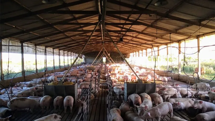 Con un importante compromiso en inversión en sanidad, genética, nutrición, e infraestructura, la producción porcina crece de manera sostenida en la provincia. Con un importante compromiso en inversión en sanidad, genética, nutrición, e infraestructura, la producción porcina crece de manera sostenida en la provincia.