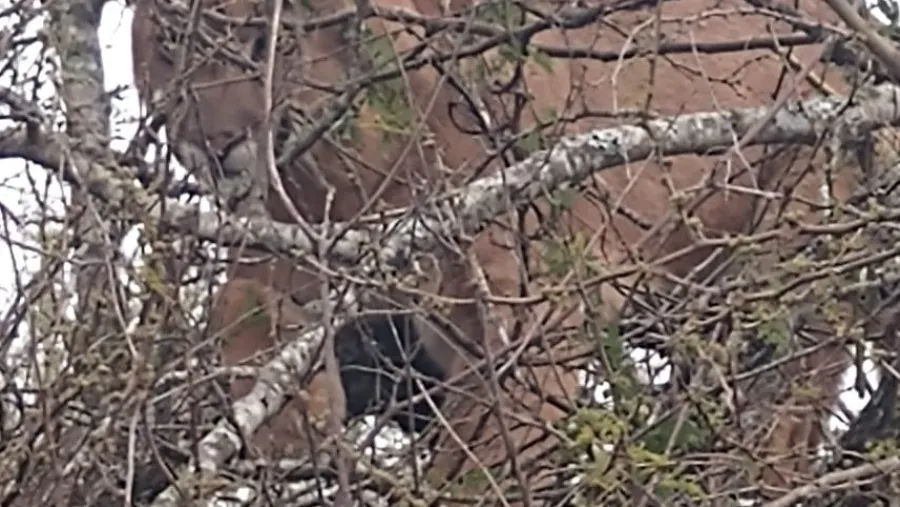 Puma Puma