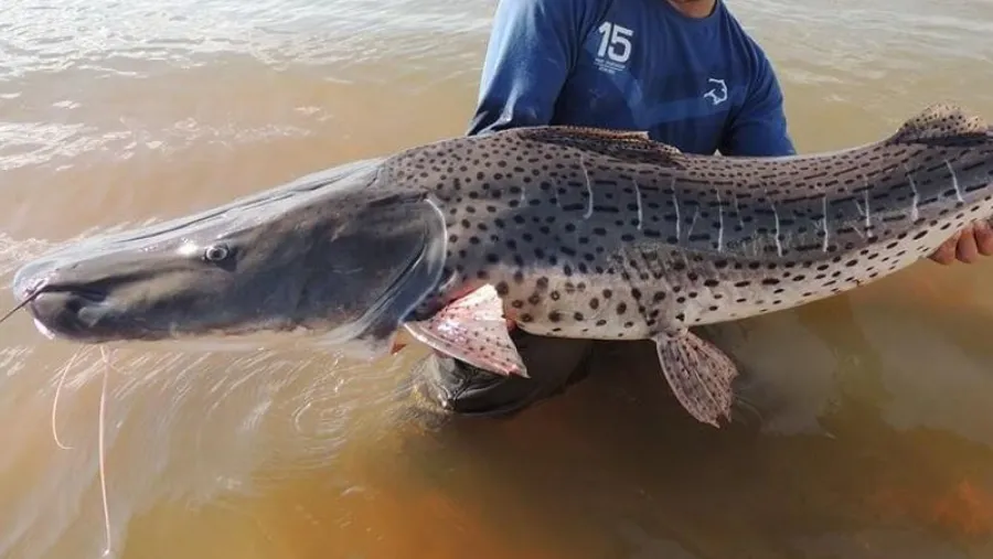 Pesca. Pesca.