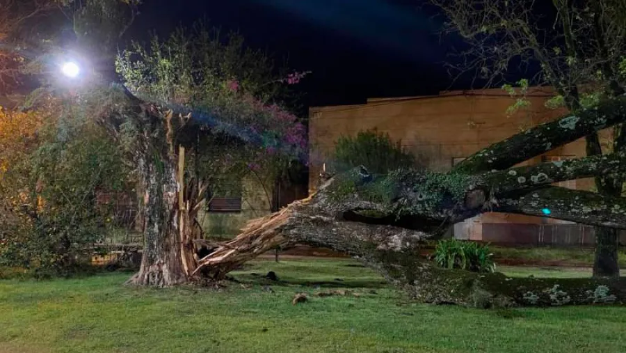 árboles caídos en Basavilbaso árboles caídos en Basavilbaso