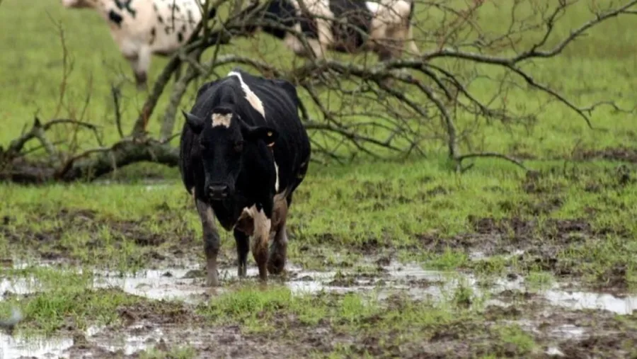 vaca