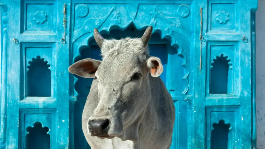Vacas sagradas Vacas sagradas