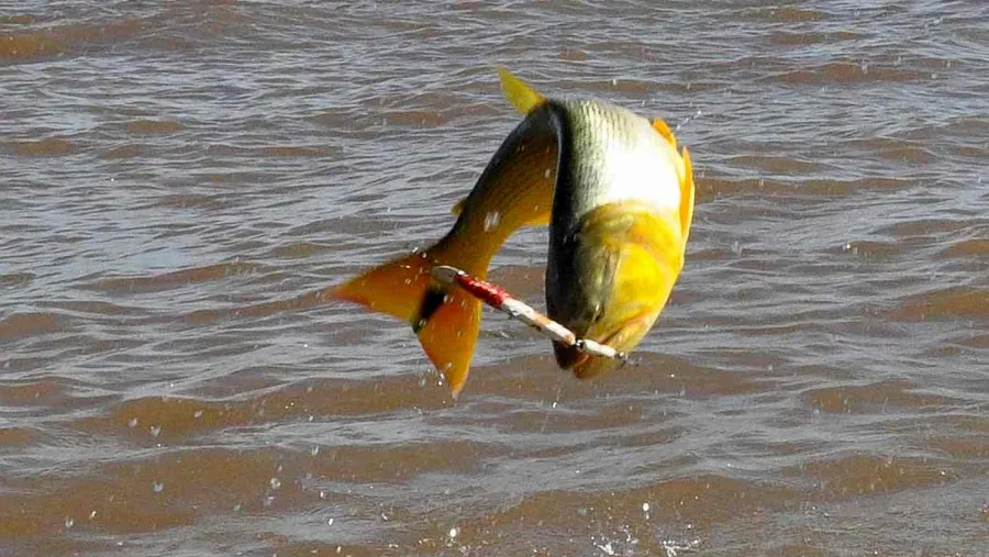 veda para pesca de dorado veda para pesca de dorado