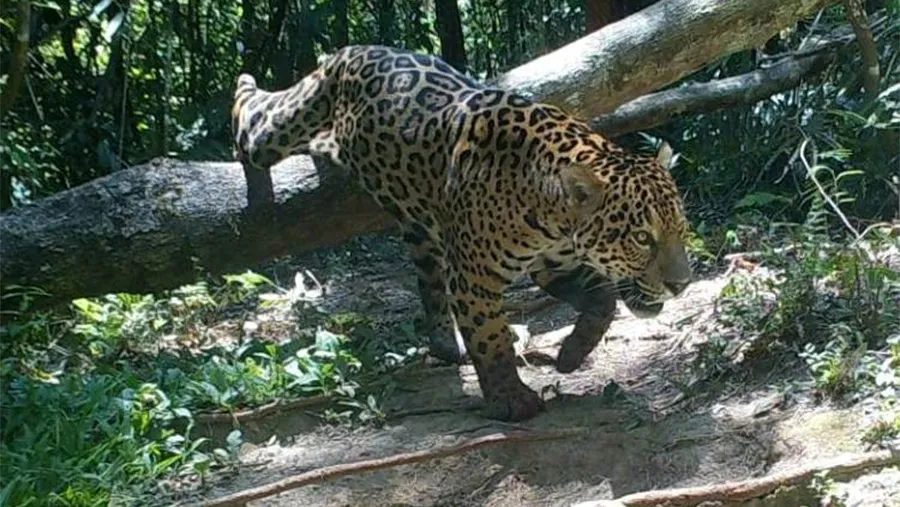 Imagen de archivo de un yaguareté en la selva misionera. Imagen de archivo de un yaguareté en la selva misionera.